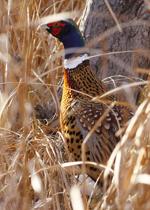 Rooster pheasant