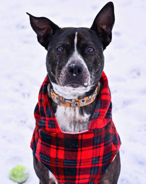 Max A Blue Heeler Pitbull Mix Hopes To Be Herdin Home For The