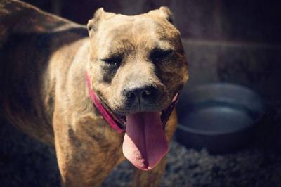 missoula animal control s pet of the week is playful pit bull