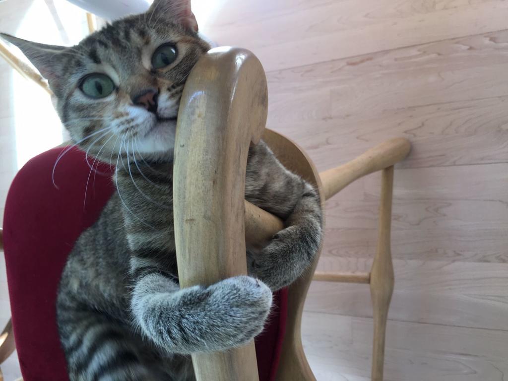 How A Dog Person Became A Cat Person Too Columnists