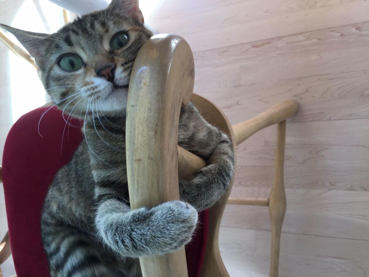How A Dog Person Became A Cat Person Too Columnists
