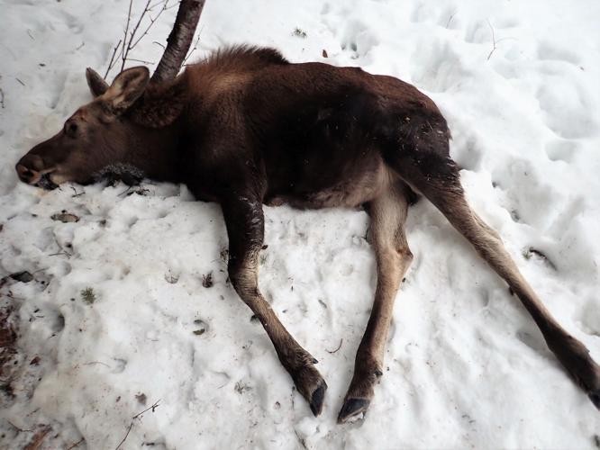 Dead moose calf