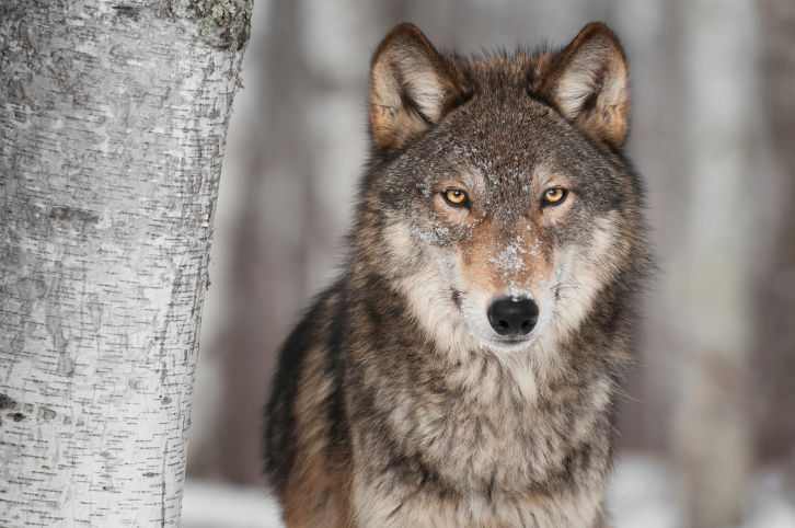 Group demands return of federal wolf protections at Capitol