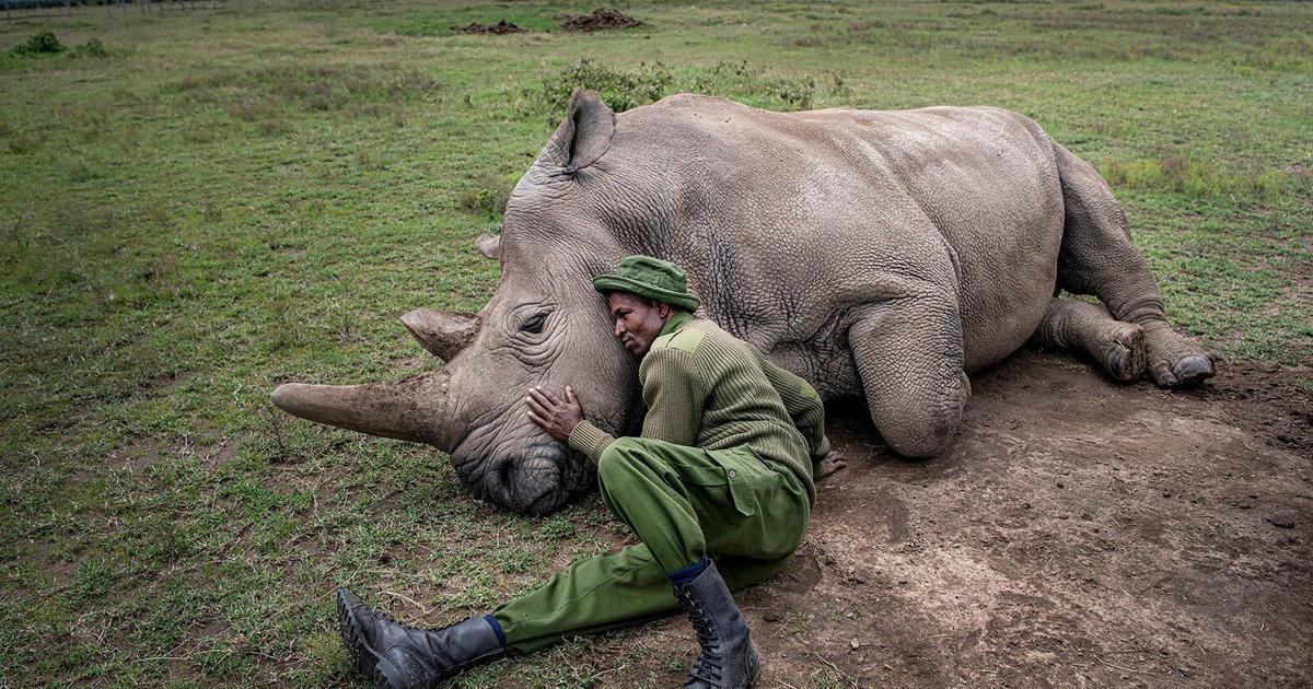 Missoula filmmaker documented the last male white northern rhino