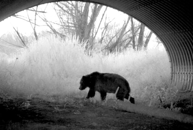 highway underpass wildlife