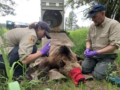Manley grizzly capture