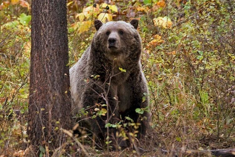 Grizzly bear