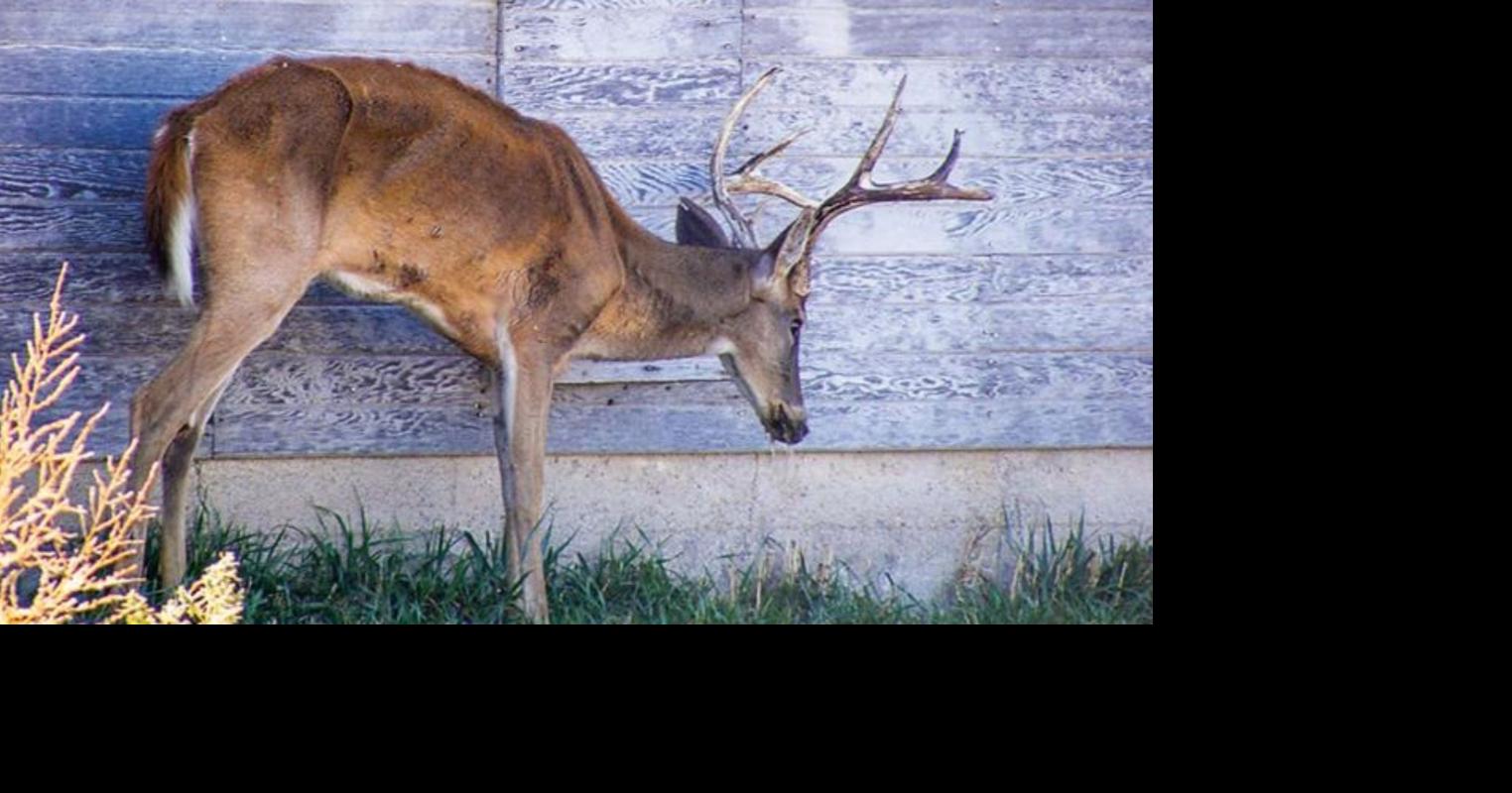 More CWD detected in samples