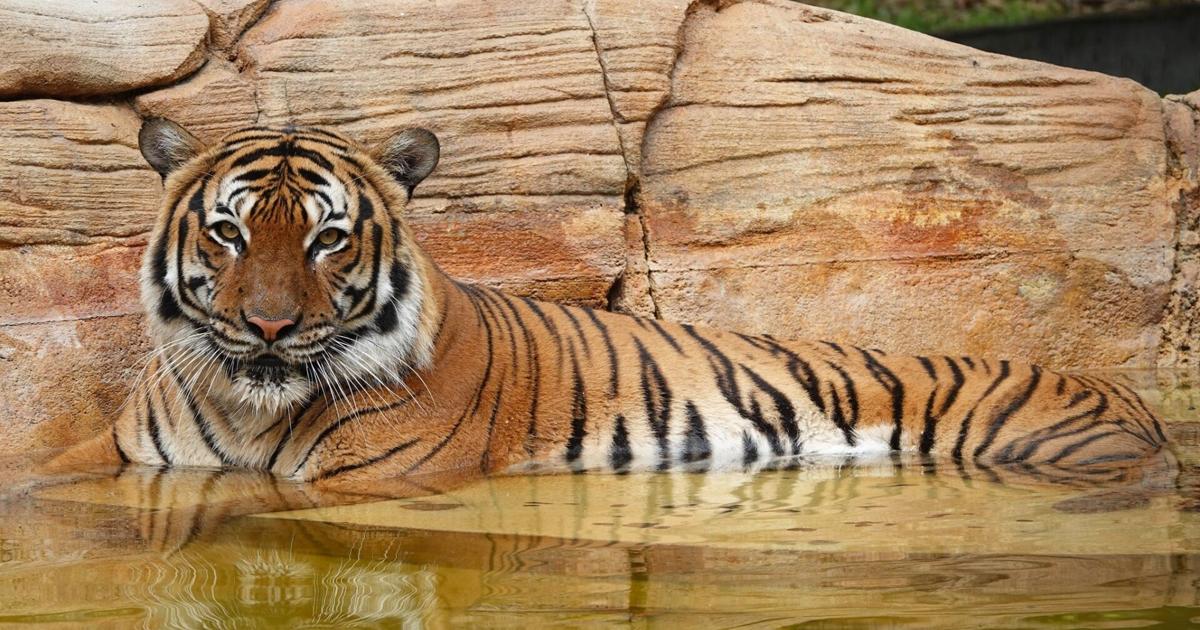 Un hombre sufrió heridas graves tras ser atacado por un tigre en un zoológico de Florida. El tigre fue asesinado a tiros | Un hombre sufrió heridas graves tras ser atacado por un tigre en un zoológico de Florida. El tigre fue asesinado a tiros |