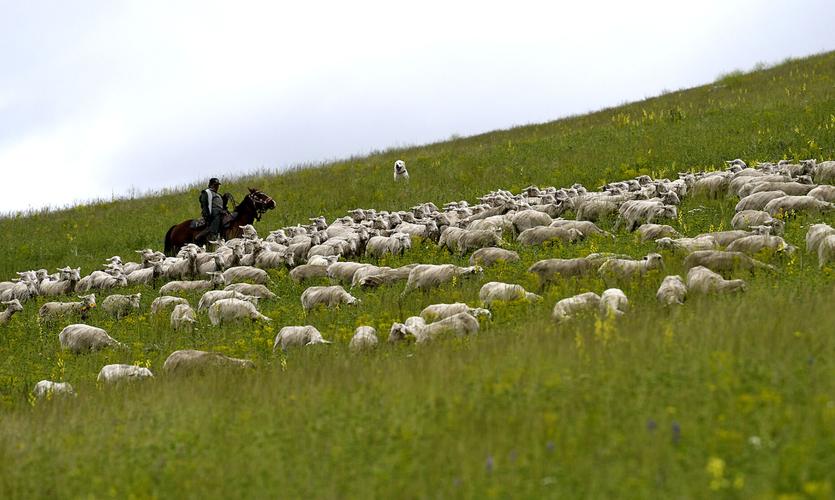 North Hills Sheep