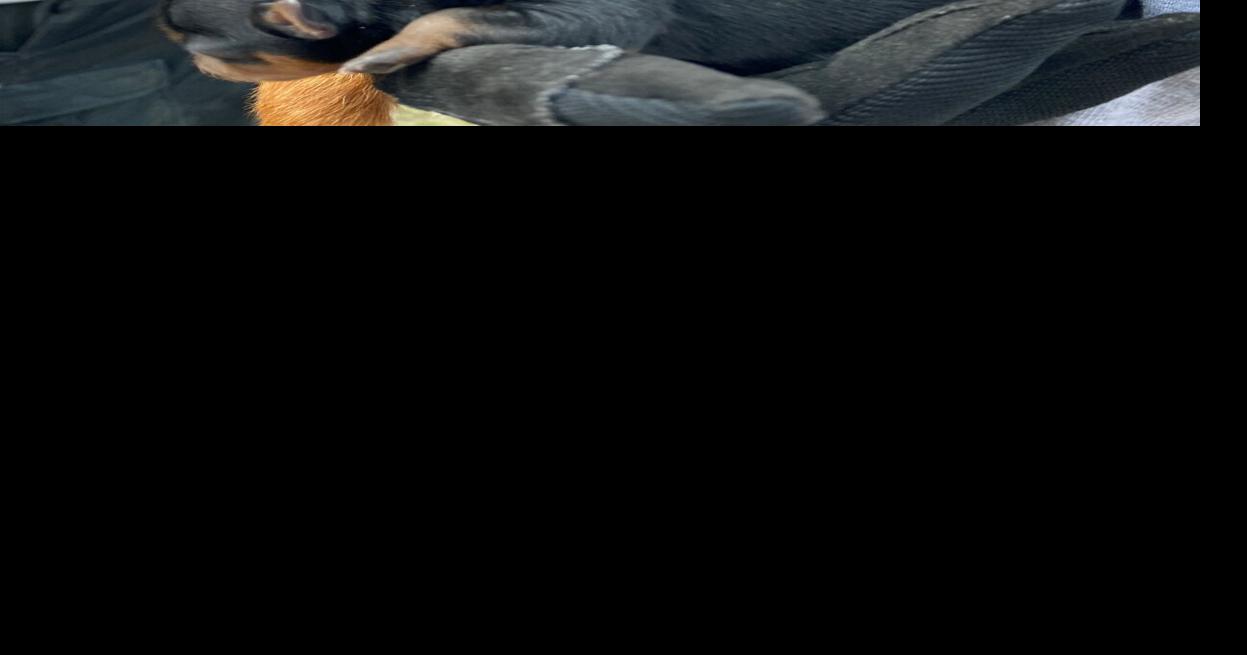 63 dogs rescued at Gerald home | Local News | missourian.com