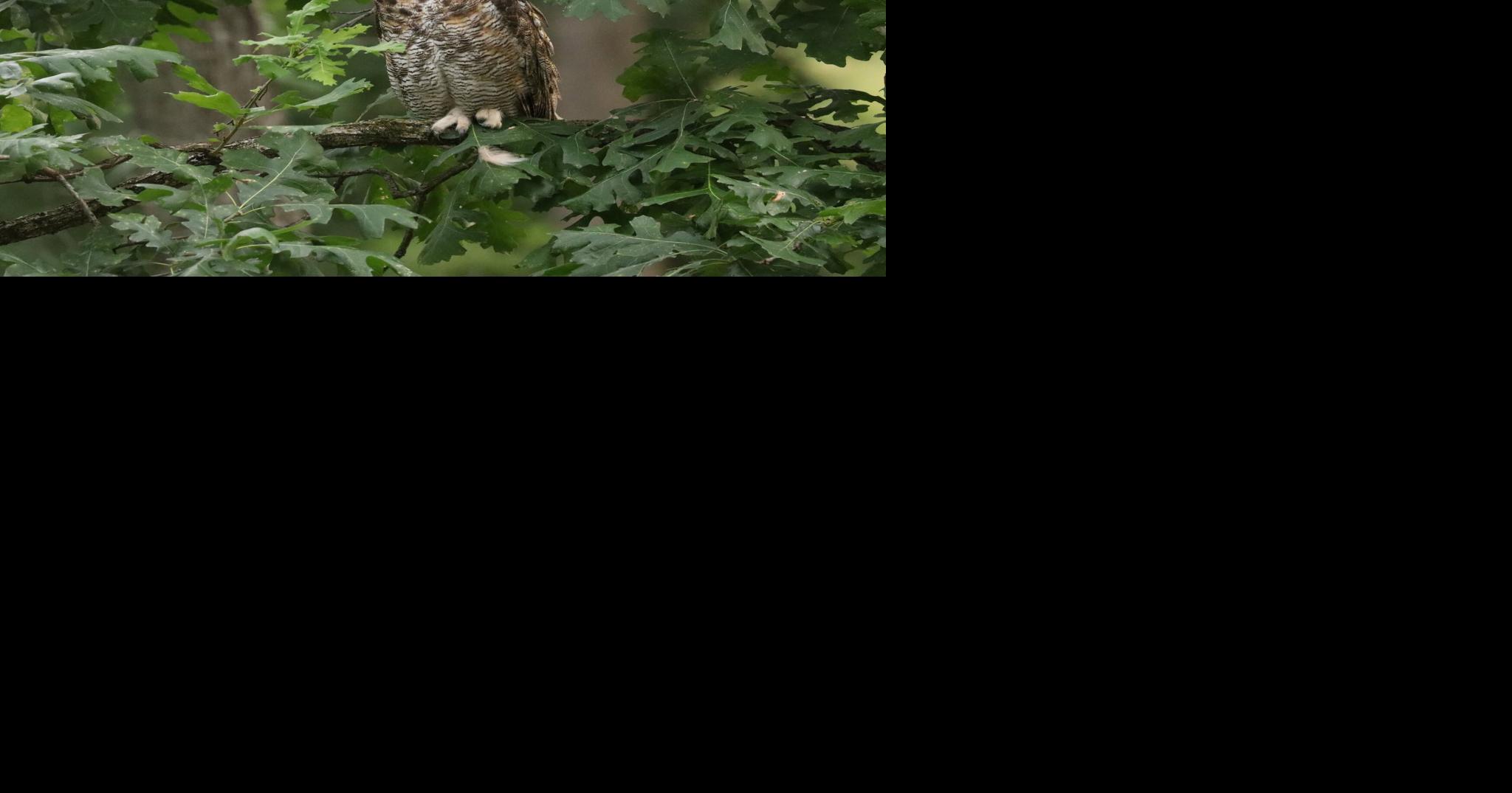Naturalist to hold owl presentation at library