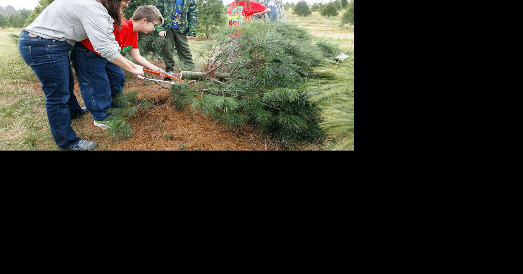 Christmas tree sales booming for local tree sellers despite higher ...
