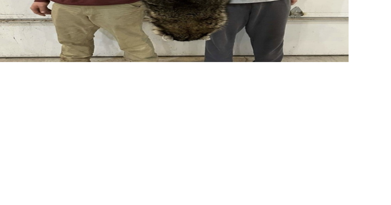 Missouri brothers catch largest raccoon in state history | News ...