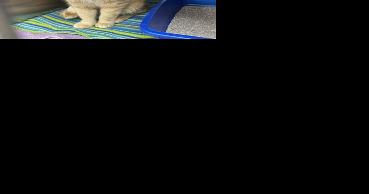Adoption week puts focus on senior pets - Vimarsana News