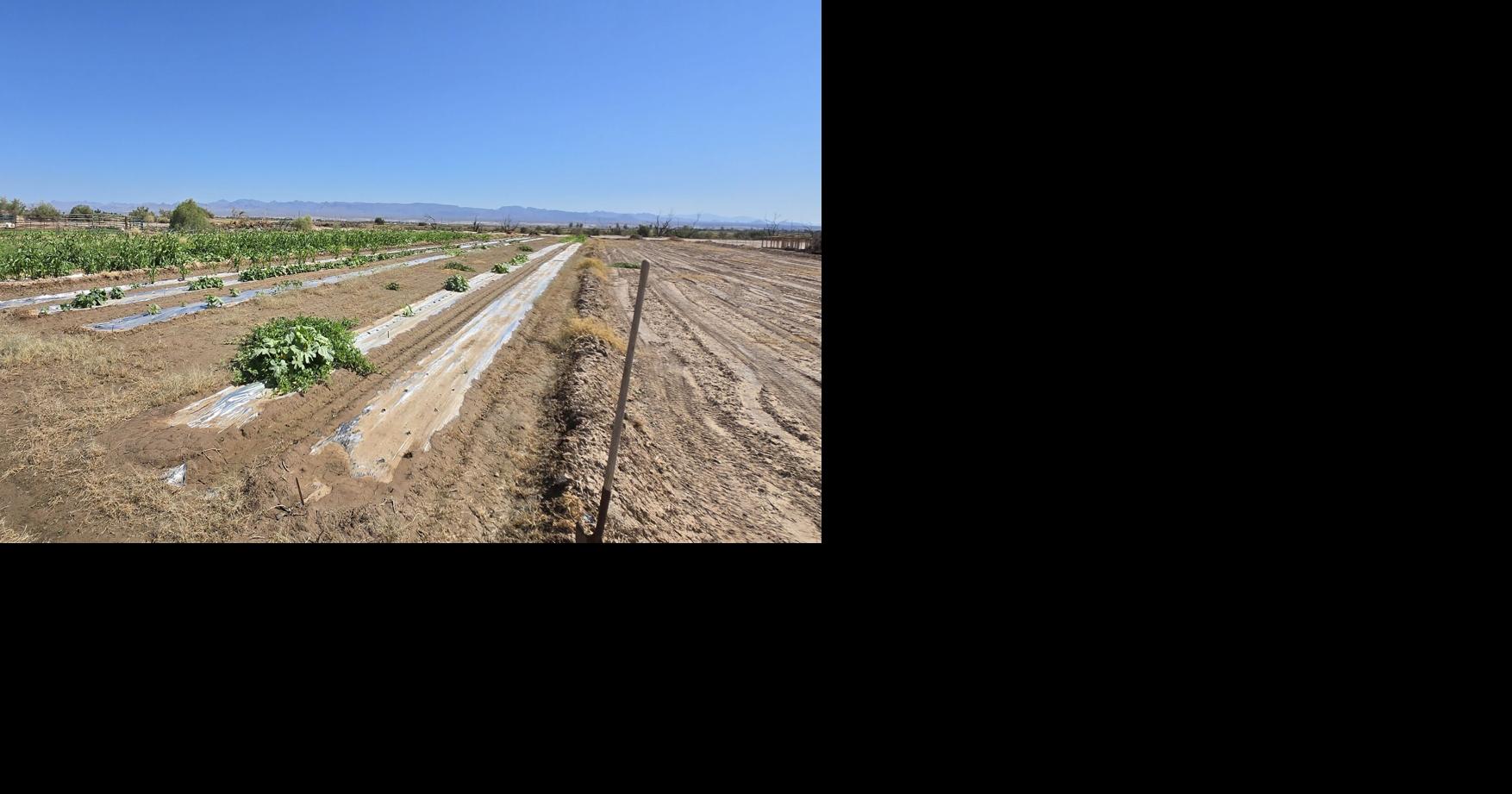 Triple Farms grows fresh produce and deep roots in the desert ...