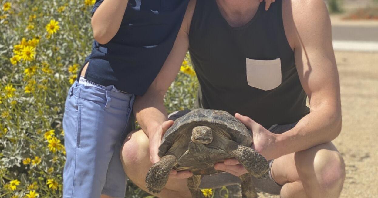 Adopt a tortoise: Desert dwellers make for lifelong companions - Vimarsana News