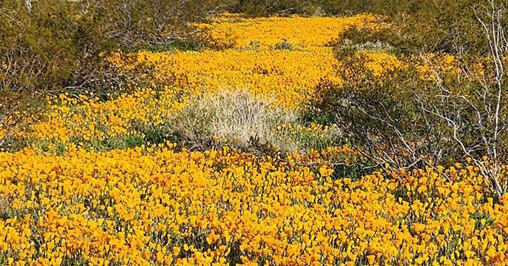 Inaugural Poppy Days to celebrate Golden Valley community - Vimarsana News