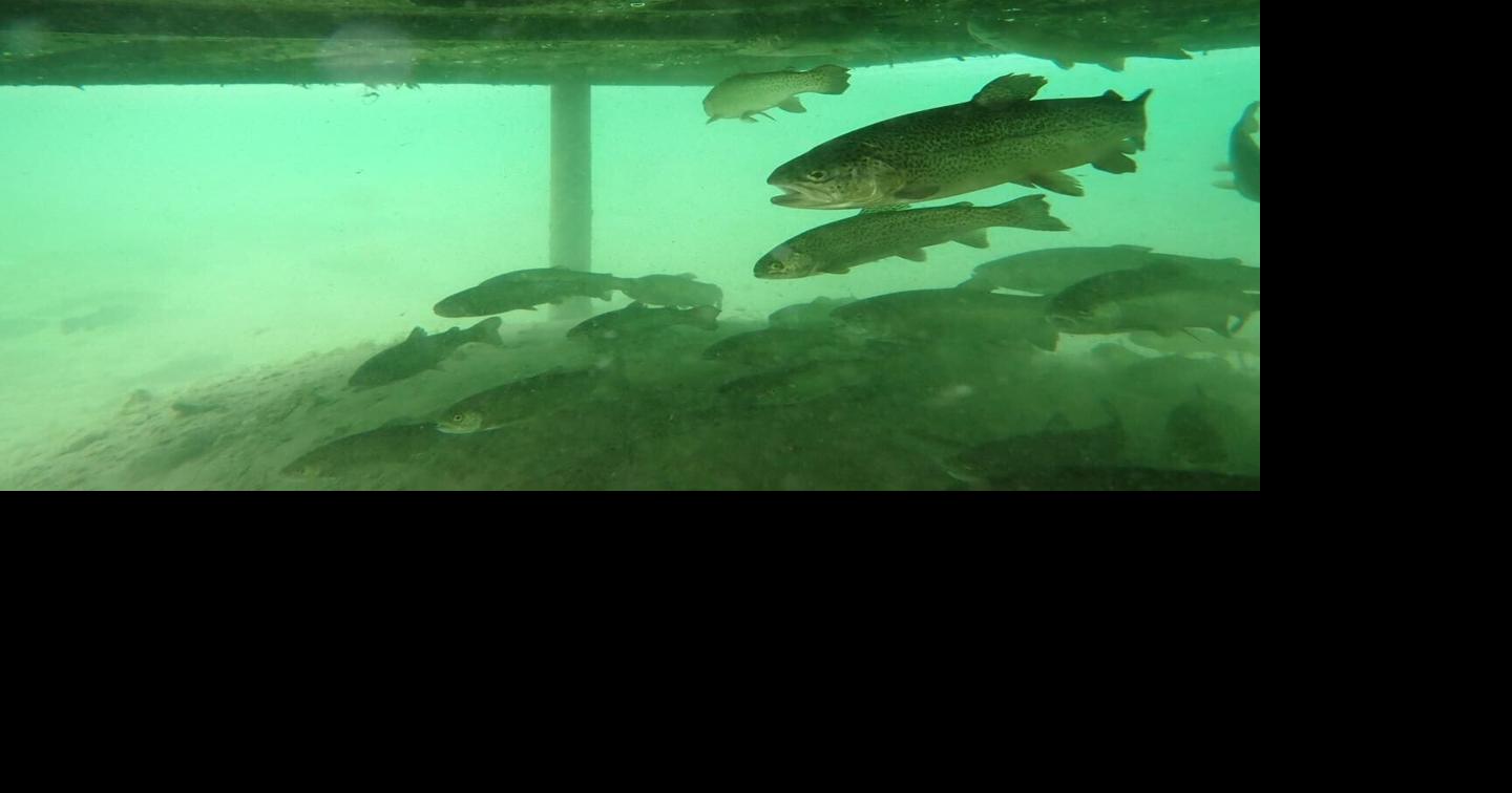 Can fish survive West's megadrought?