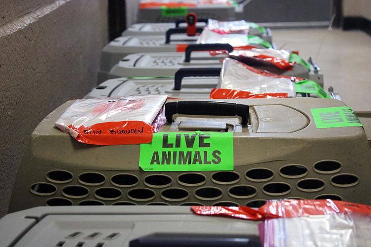 Bullhead City Animal Shelter takes in cats from Texas flood zone ...