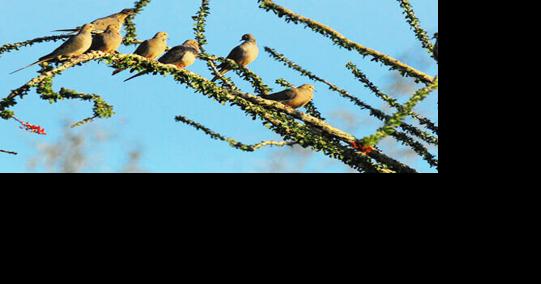 Hunters will get second shot at doves beginning Friday, through Dec. 31 - Vimarsana News