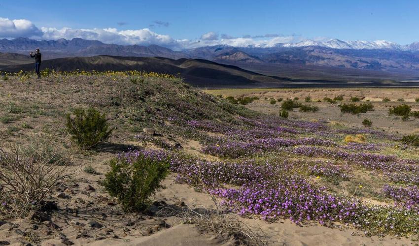there-s-life-here-death-valley-nears-superbloom-status-as