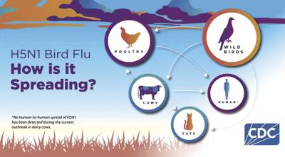 avian flu graphic