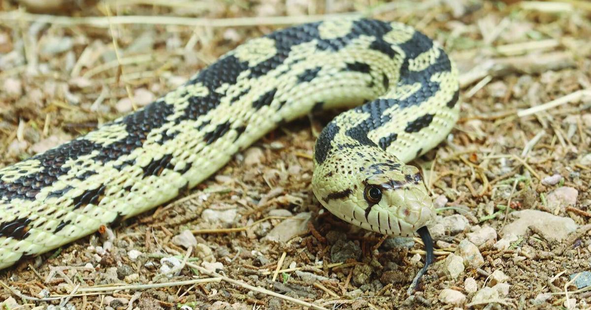 Gopher snakes: Free rodent control | Lifestyles | mohavedailynews.com