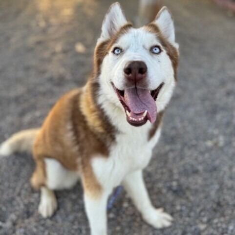 Husky Dog Rizz Adopt a pet | Lifestyles | mohavedailynews.com