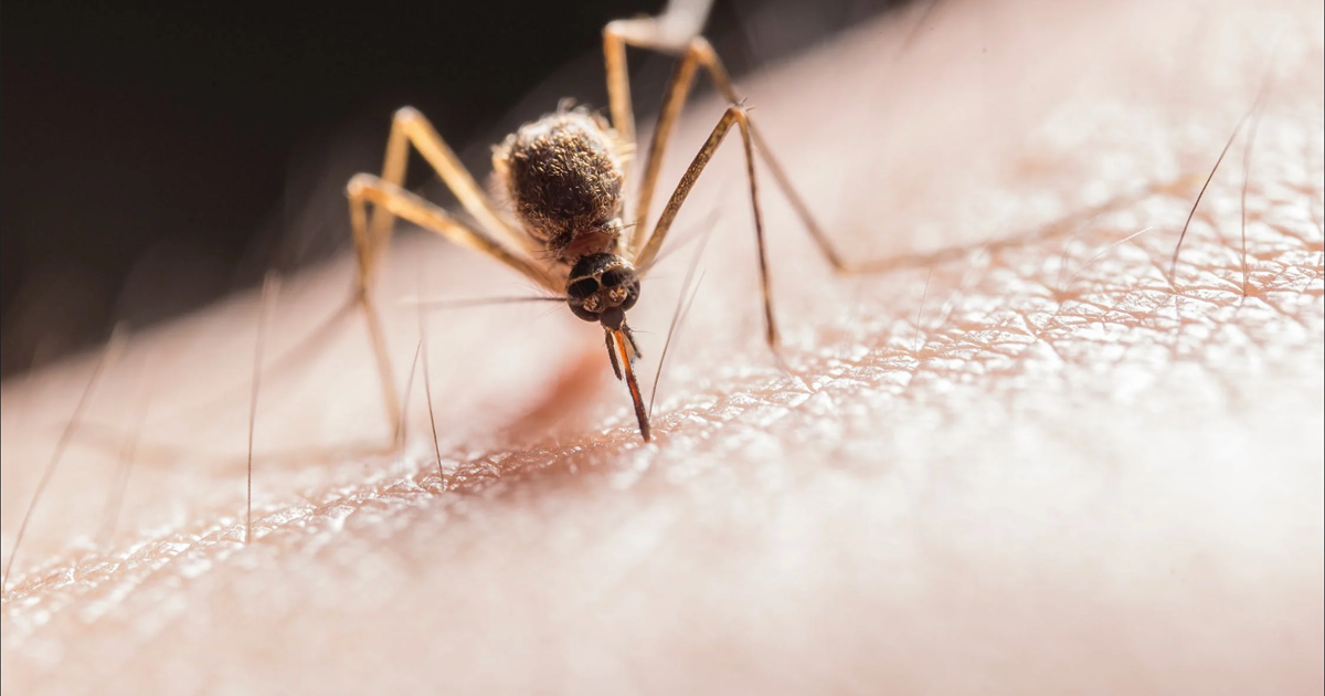 Mosquito fogging scheduled tonight in Mohave Valley - Vimarsana News