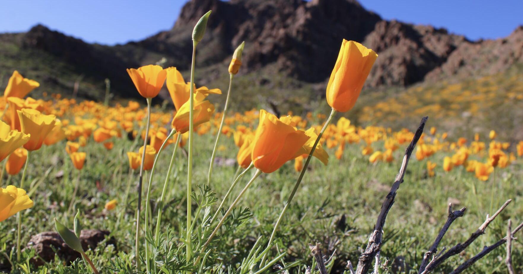 Wildflowers & Weeds: July 6, 2023 - Vimarsana News