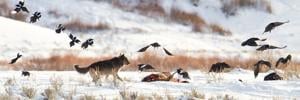 Three wolf bills pass legislature before time runs out