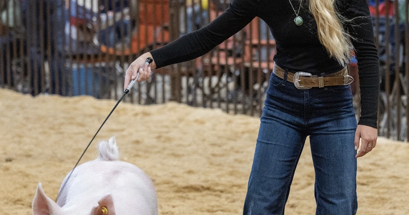 Montrose County Fair & Rodeo in photos — Swine