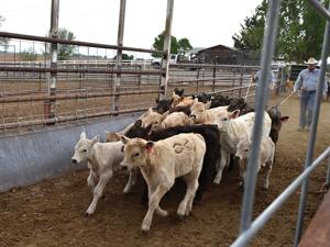 Ranchers on the edge: Busted in '83, it could happen again