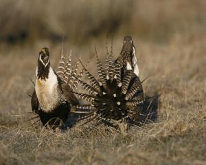 New suit takes aim at 2013 sage-grouse agreement