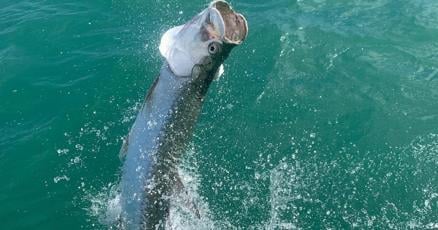 OUTDOORS: Tarpon is on the bucket list for game and fish OUTDOORS: Tarpon is on the bucket list for game and fish