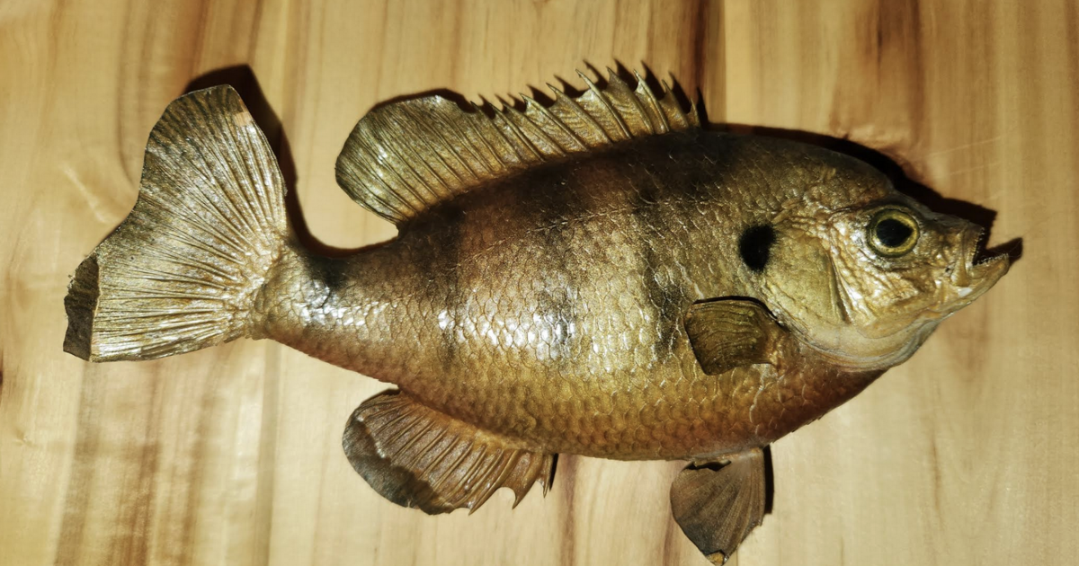 TIPS FROM THE POSSE: First fish