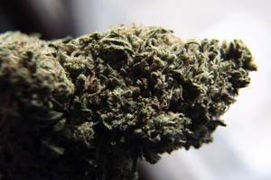 Will Montrose legalize pot? Not anytime soon.