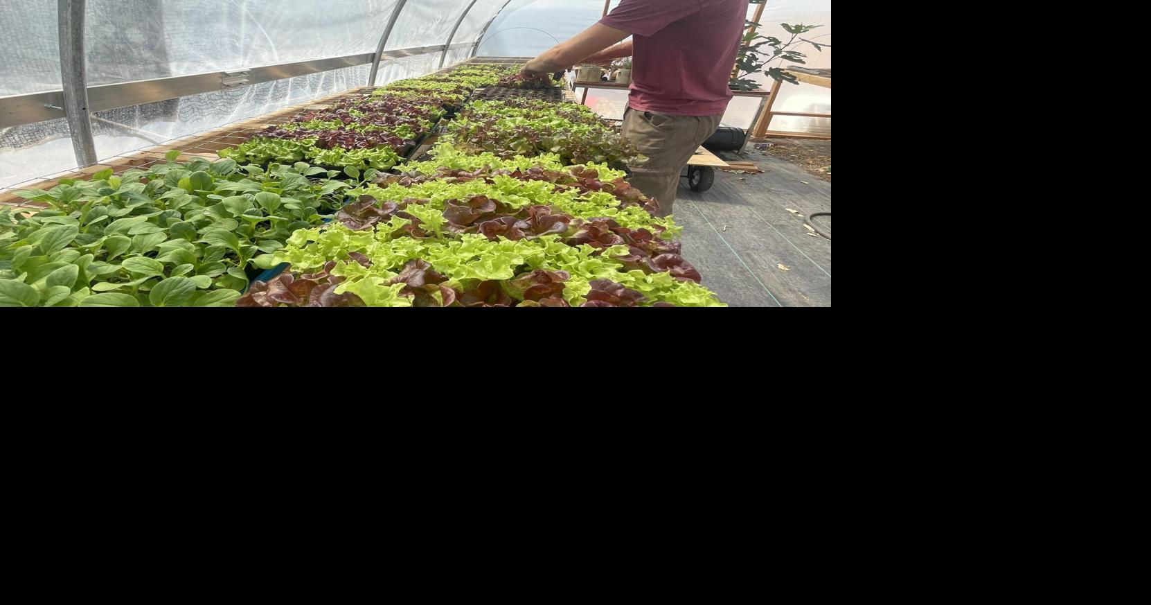 Sowing innovation: Sandy Seed Farm lets no space go to waste | Local ...
