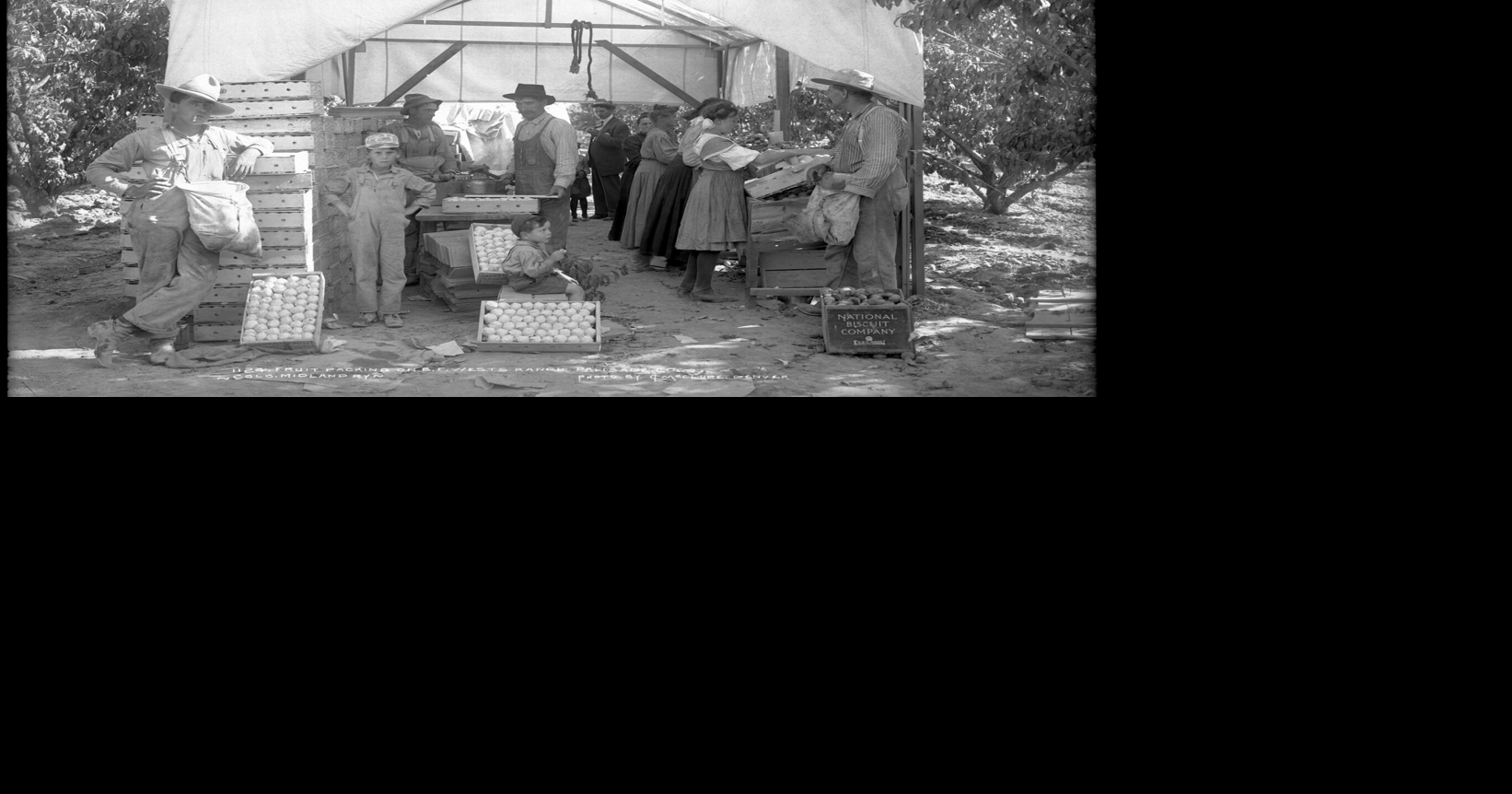 First peach trees planted on Western Slope of Colorado in 1882; John Harlow credited with starting agricultural tradition that continues today