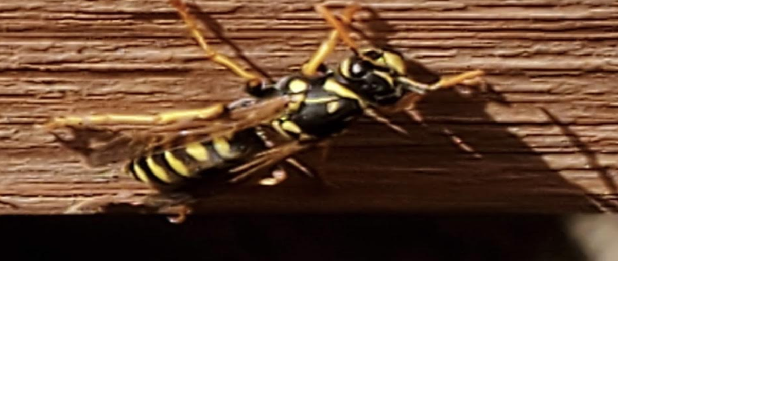 TIPS FROM THE POSSE: Wasps, yellow jackets and hornets