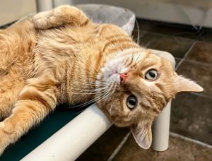 PET COLUMN: Can cats eat people food?