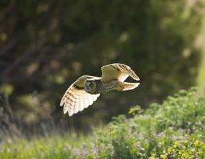 Conservation easement honors late owner, aids wildlife