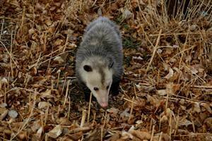 OUTDOORS: Getting to know the timid but gentle possum