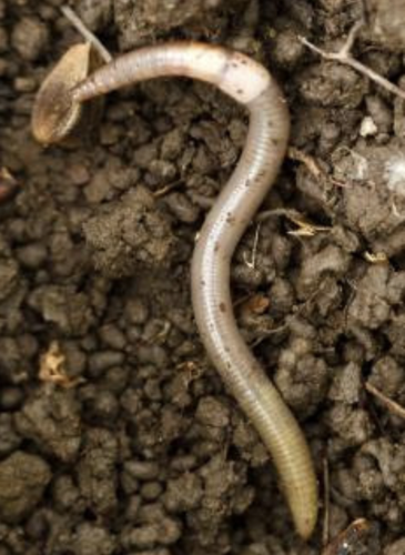 TIPS FROM THE POSSE: Jumping worms