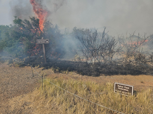 'Rapid fire spread' seen Sunday night on South Rim Fire; gov issues disaster declaration; more than 3,600 acres burnt
