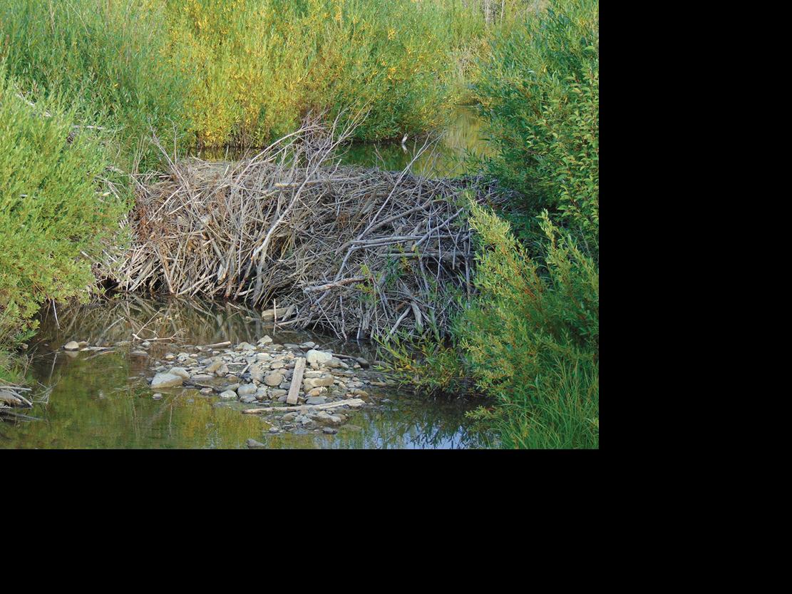 The beaver is a Colorado native Outdoors
