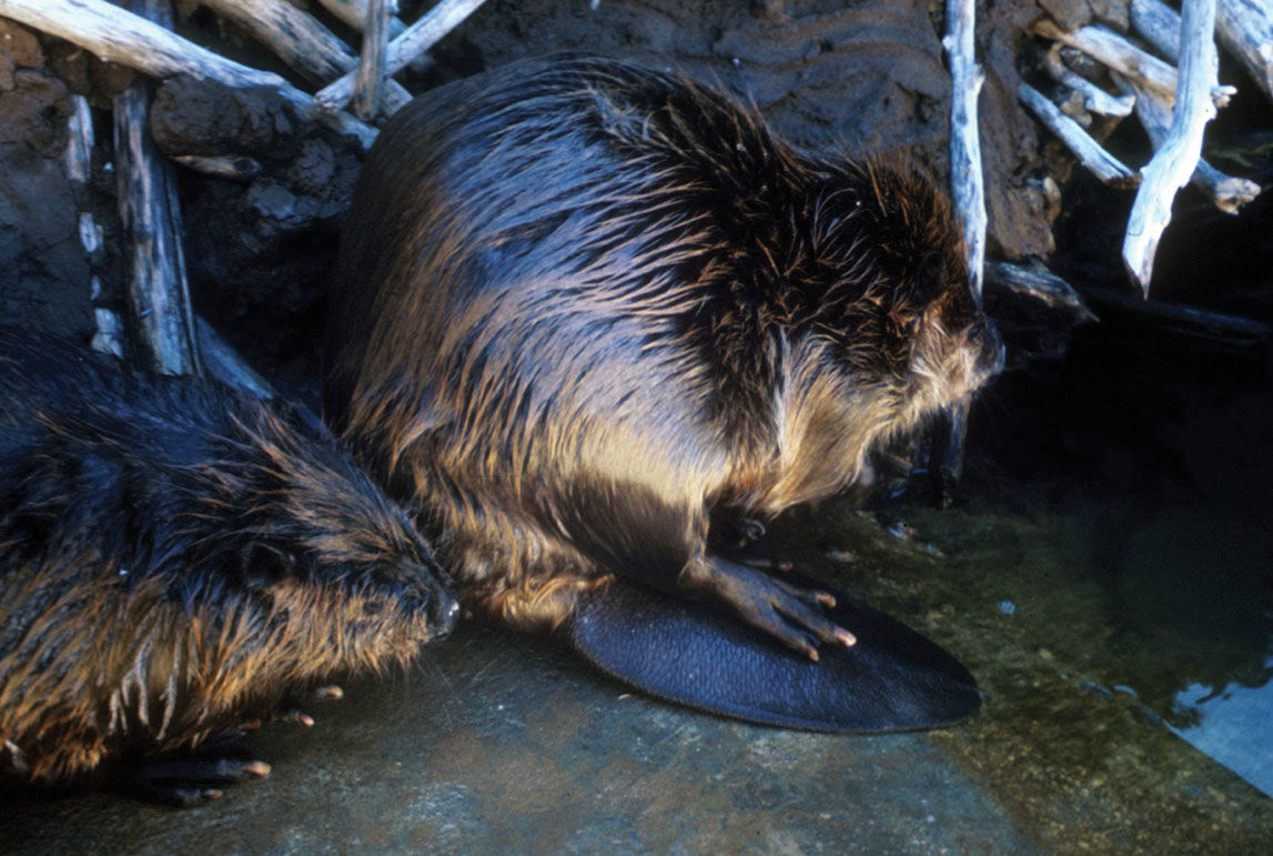 The beaver is a Colorado native Outdoors