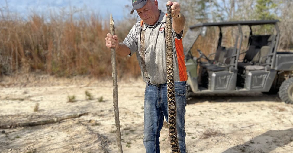 TIPS FROM THE POSSE: Colorado rattlesnakes