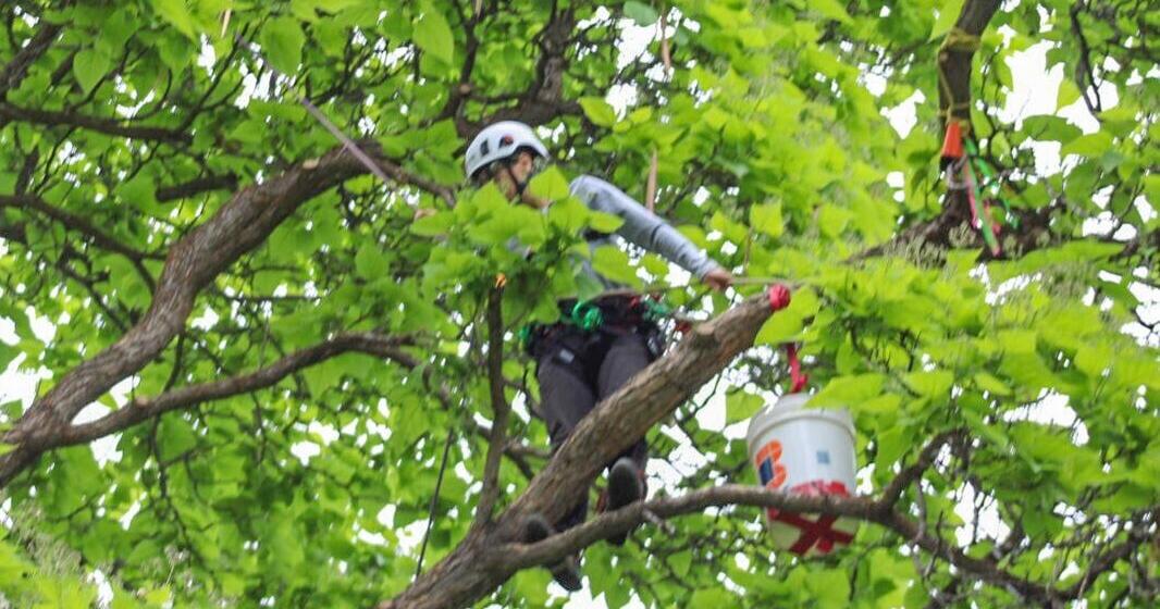 Statewide tree-climbing competition held at Paonia Town Park - Vimarsana News